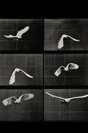 Cockatoo Flying