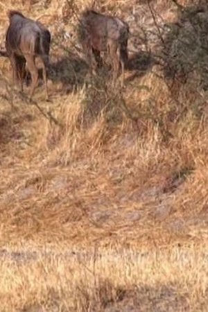 epizoda