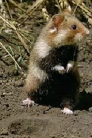 70. epizoda
