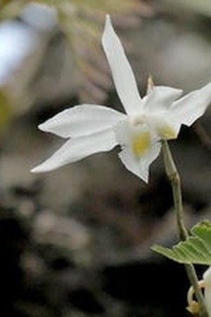 15. epizoda