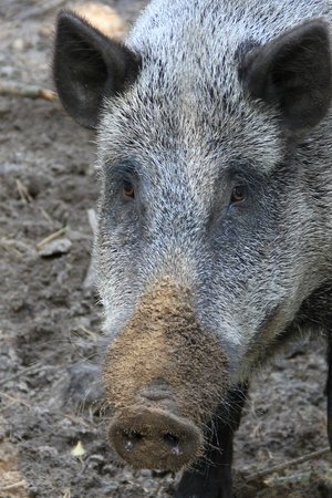 epizoda
