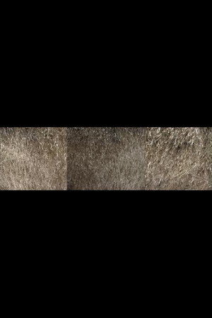 Nebraska Grasses Veils