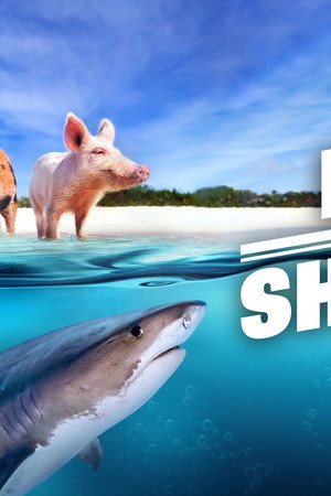 Pigs vs. Shark