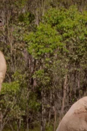 Kangaroo Chronicles