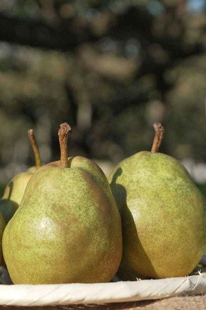 Pear