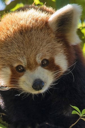 Red Panda: World's Cutest Animal