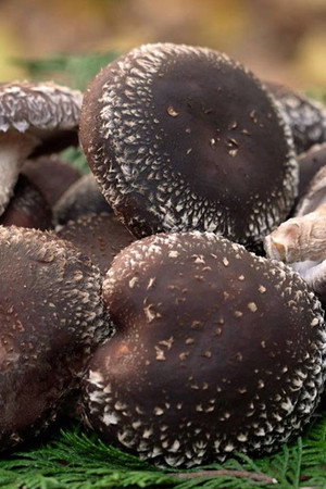 SHIITAKE