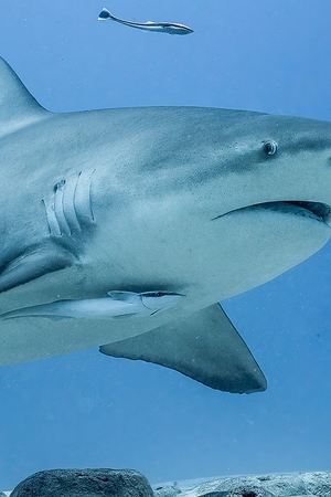9. epizoda