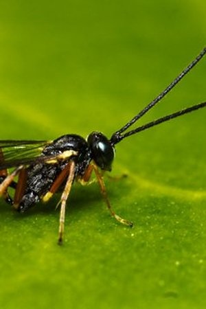 12. epizoda