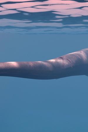 epizoda