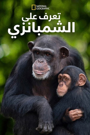 لقاء الشمبانزي