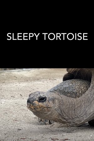 Sleepy Tortoise