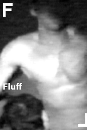 Fluff
