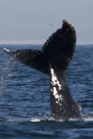 6. epizoda