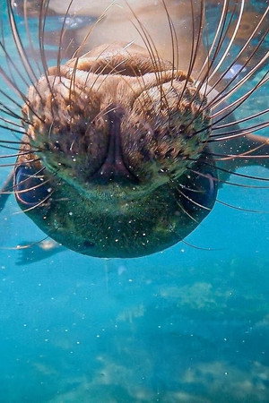 Cruising the Galapagos