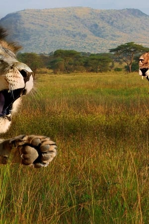 Cat Wars: Lion vs. Cheetah