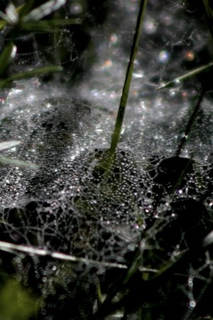 Refractions