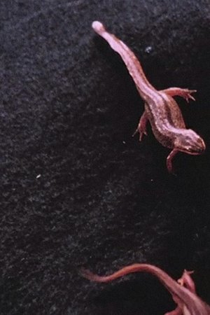Newt Pauses