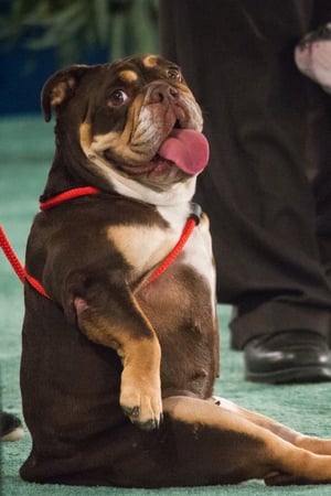 The 2018 American Rescue Dog Show