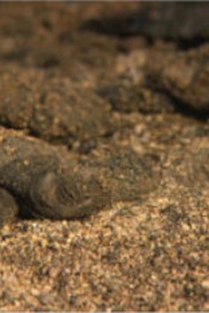 epizoda