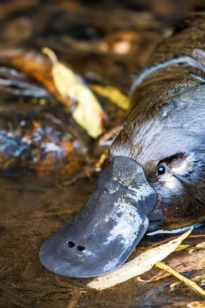 Part 2: Along a Platypus' Path