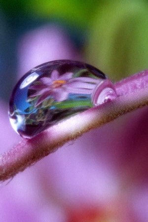 Moving Art: Flowers