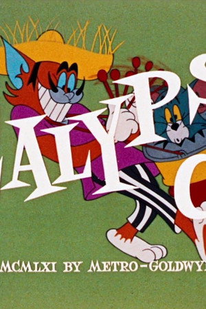 Calypso Cat