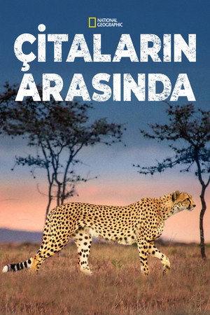 Çitaların Arasında