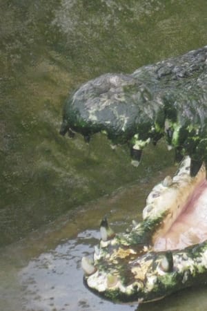 Man-Eating Super Croc