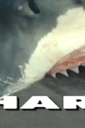 Predators of the Wild: Shark