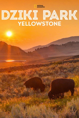 Dziki park Yellowstone