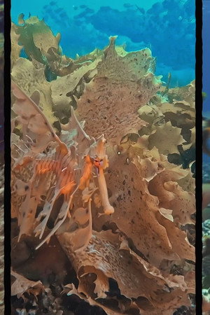 Saving Coral Reefs
