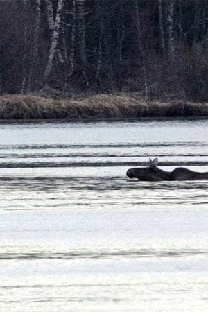 17. epizoda