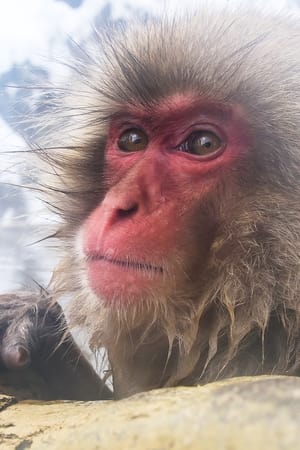 Wild Japan: Snow Monkeys