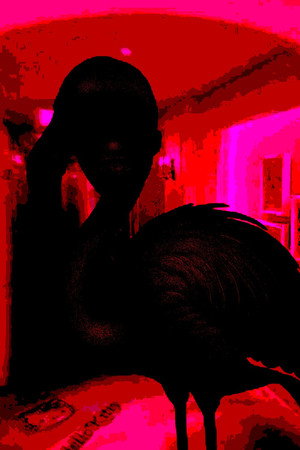 Flamingo