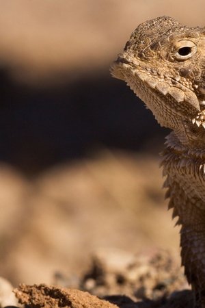 epizoda