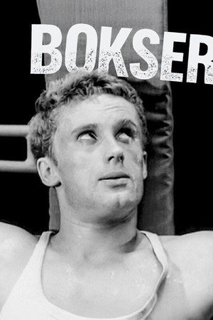 Bokser