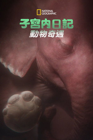 子宫内日记：动物奇遇
