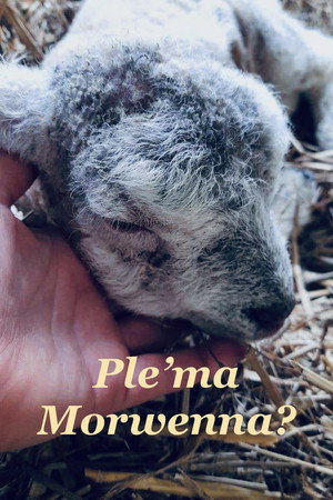 Ple'ma Morwenna?