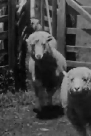 Sheep Coming Through Chute, Humuula Ranch, Hawaii