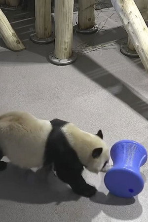Pandas: What is their power?