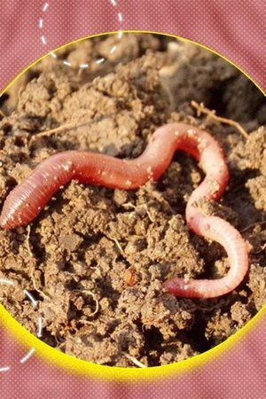 12. epizoda