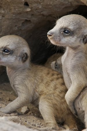 epizoda