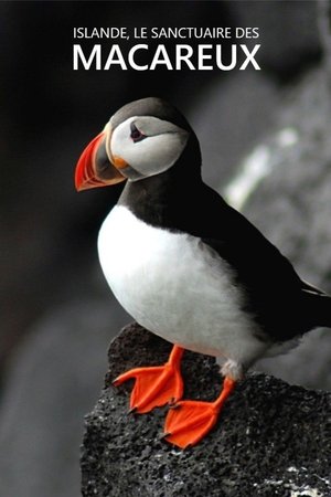 Islande, Le sanctuaire des macareux