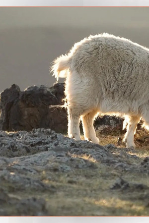 The Dark Side of Cashmere