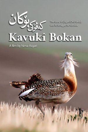 Kavukî Bokan
