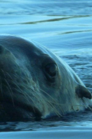 18. epizoda