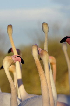 Can We Stop Mass Extinction?
