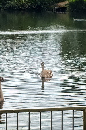 Film a Bird — Sam’s Full Attempt