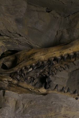 epizoda